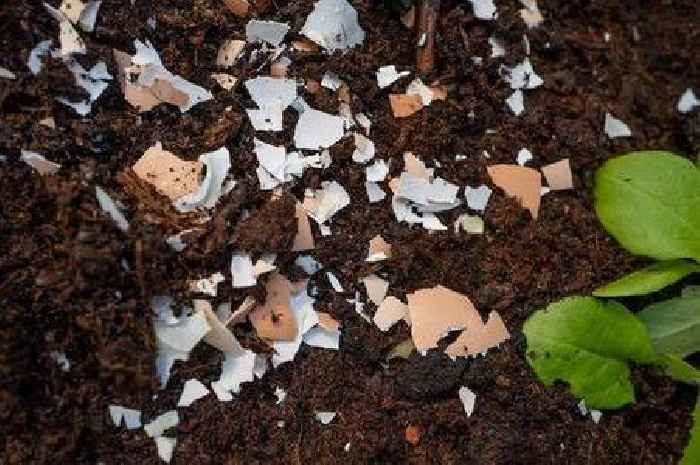 Gardening expert says adding one item to soil will result in 'best' hydrangea blooms