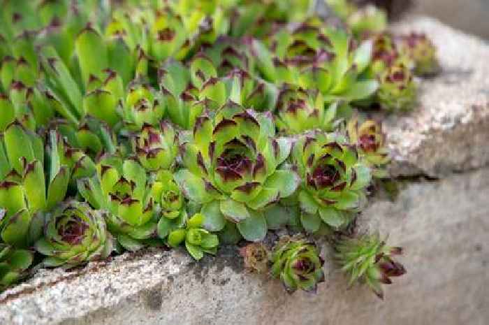 Plant that 'thrives on neglect' that people struggling with their garden should buy