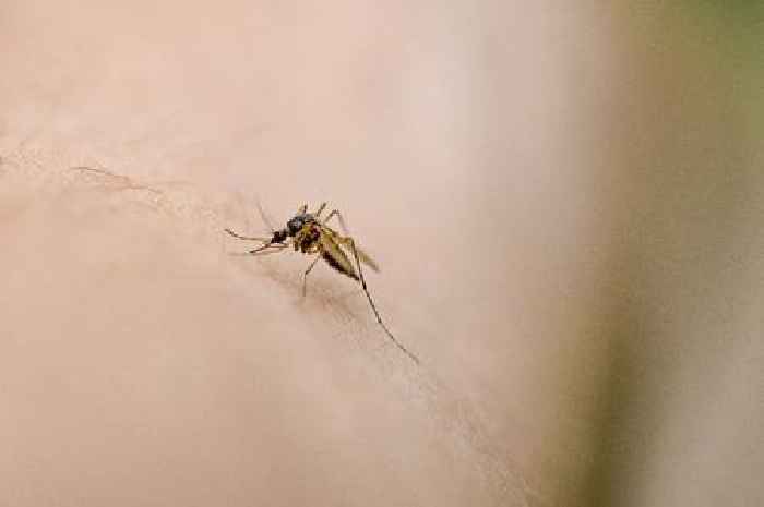Scientists reveal location where deadly contagious disease found in UK mosquitos for first time