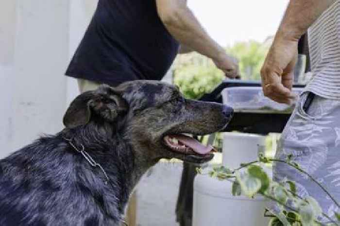 'Half' of UK dog owners face holiday mistake that will see them fined £2,000