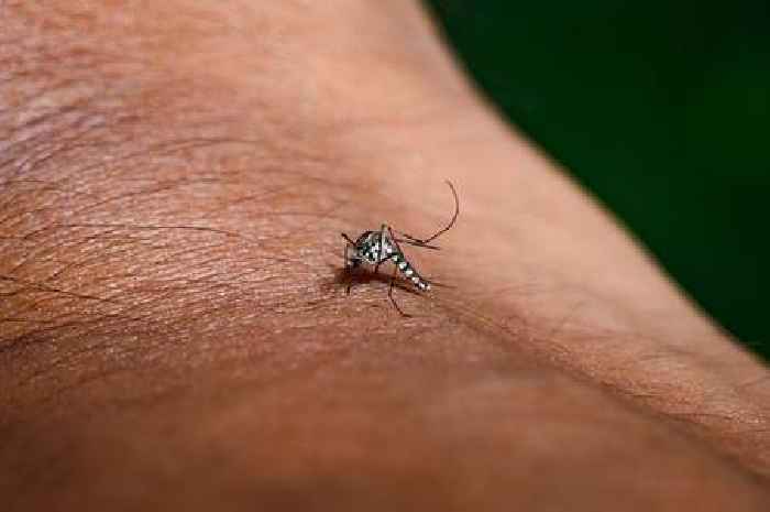 Dangerous West Nile Virus found in UK mosquitos for first time ever