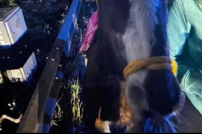 Horse rescued by new owner after causing major motorway chaos