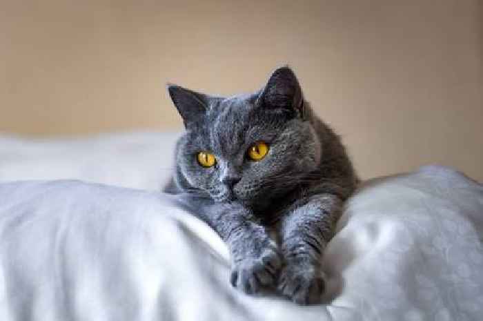 Job ad offers £65 an hour for cat sitter and bizarre description has people in stitches