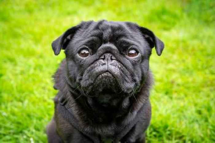 The 10 stinkiest dog breeds and what you can do to combat the smell