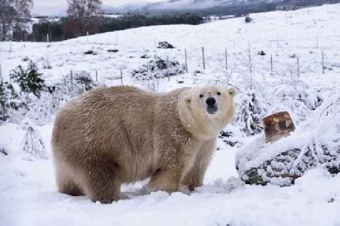 UK's oldest polar bear euthanised at Scots wildlife park after months of geriatric care