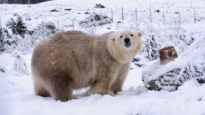 UK's oldest polar bear euthanised at the age of 28