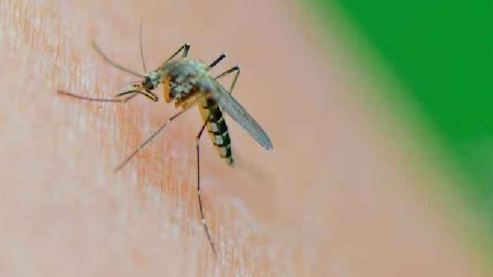 West Nile virus found in UK mosquitos for first time