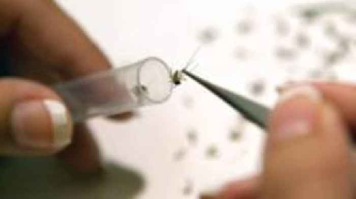 West Nile virus detected in UK mosquitoes for first time