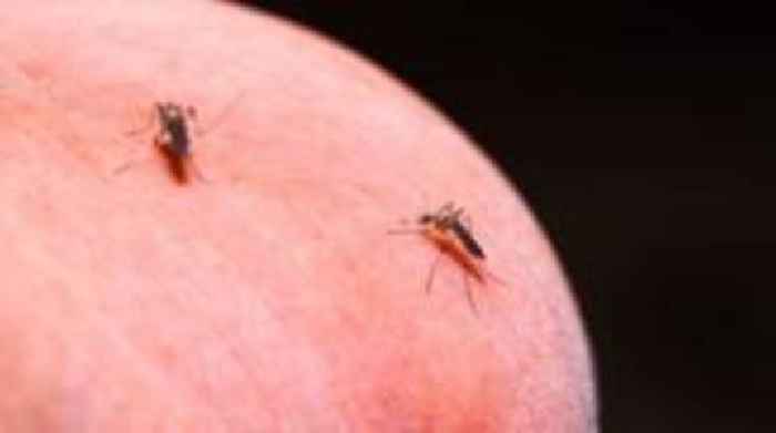 Scientists propose novel way of treating mosquitoes for malaria