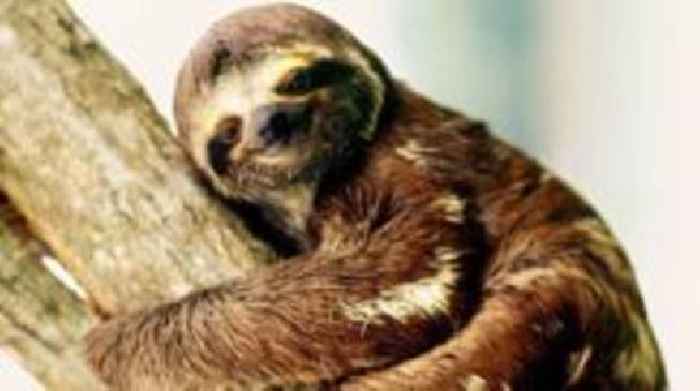 Sluggish sloth's secrets of success revealed in new study