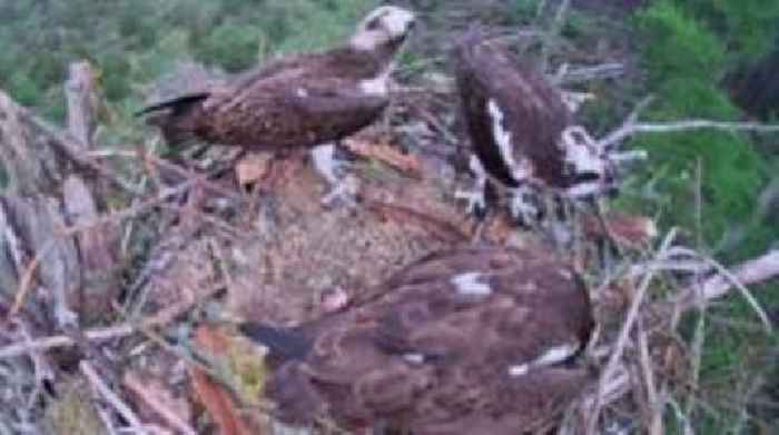 Nest camera captures rare osprey love triangle