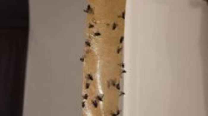 Fly infestation needs to be resolved - MP