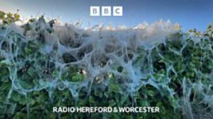 Why are webs appearing across hedges?
