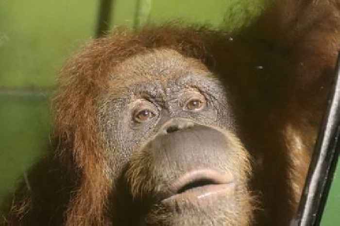 Cheeky orangutan playfully pulls faces at zoogoers