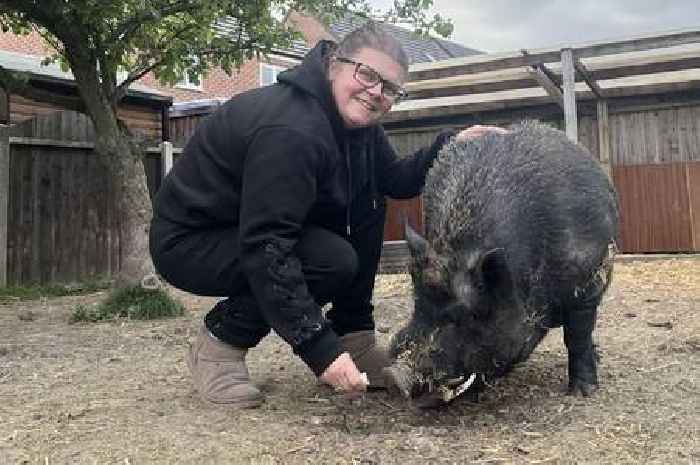 Neighbours in bitter row over 'loud and smelly' pet pig - but owner slams complaint as hogwash