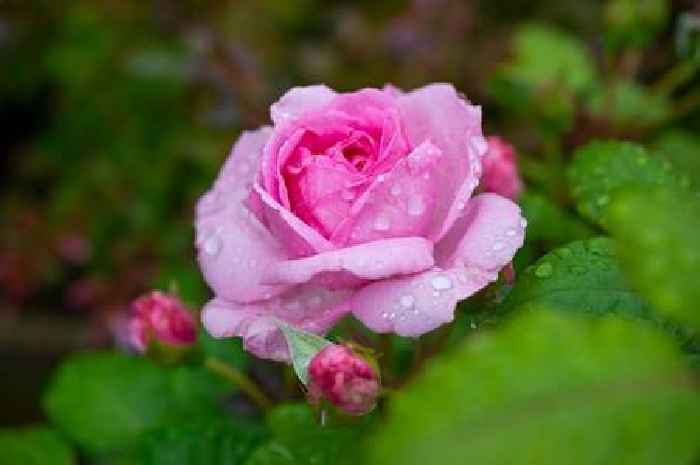 Roses will bloom all summer if gardeners plant them in a specific place