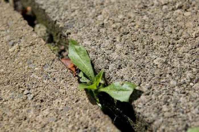 Mrs Hinch fan says patio weeds 'stay away for ages' using natural 68p ingredient