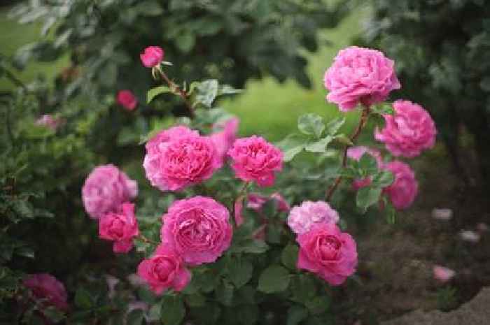 Roses will stay 'alive over summer' if you plant them in one place, expert says