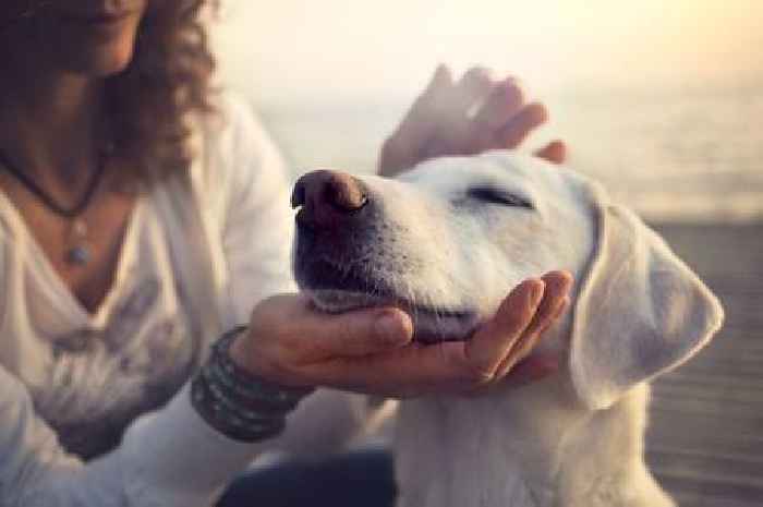 Vet shares 'important' signs your dog may be having a stroke as it's 'pretty common'