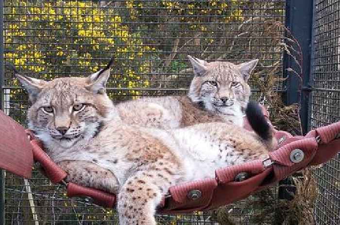 Lynx reintroduction to Scotland could harm sheep and lambs, study finds