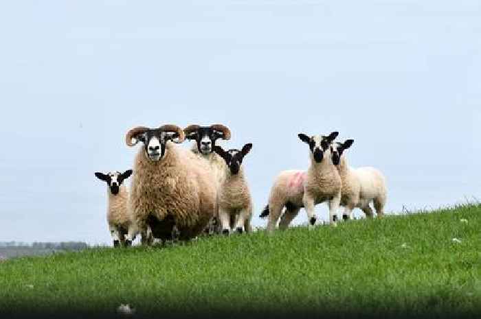 Sheep killed after vehicle carrying livestock crashes on rural road