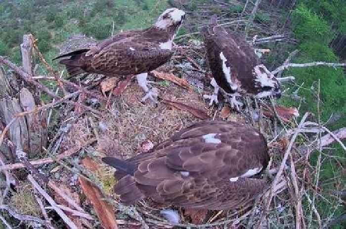 'Very rare' osprey love triangle spotted in Scots valley on livestream camera