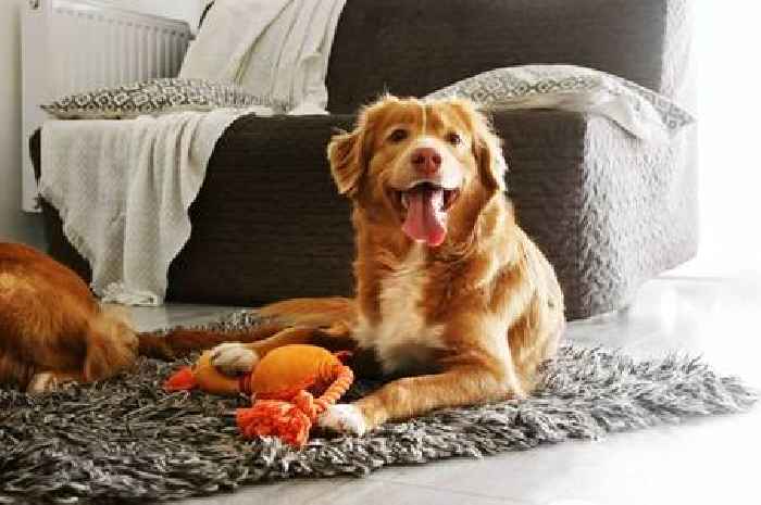 Early warning signs of strokes in dogs to look for as vet says it's 'pretty common'