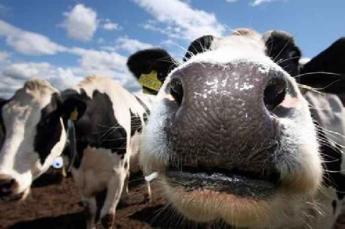 Mad cow disease case found in UK - this is what we know