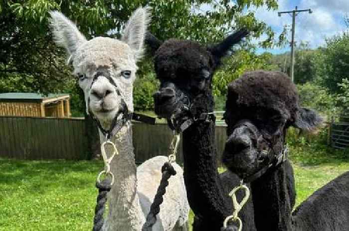 Village pub with alpacas was put up for sale and its future left uncertain - then locals stepped in
