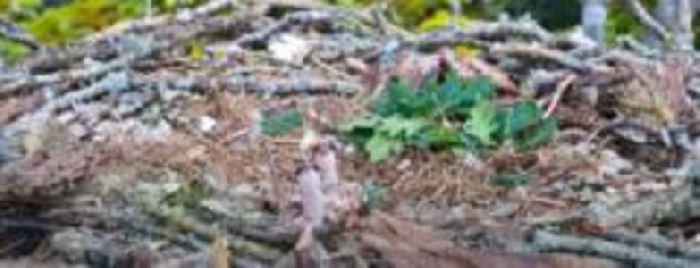Osprey pair's second chick of the year hatches