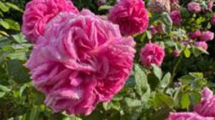 'We are saving historic roses from climate change'