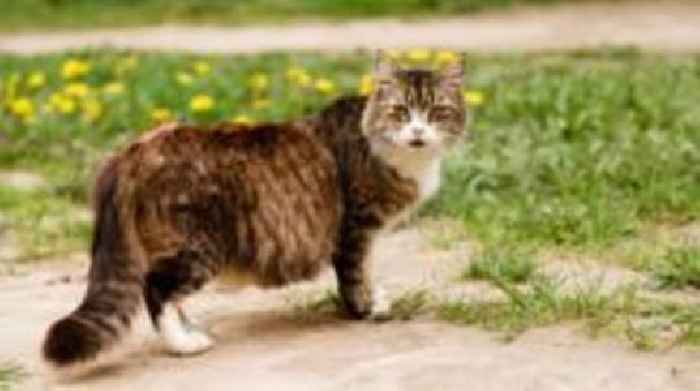 Warning to owners amid influx of abandoned kittens