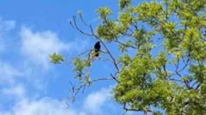 Crows 'attack' residents trying to save baby bird