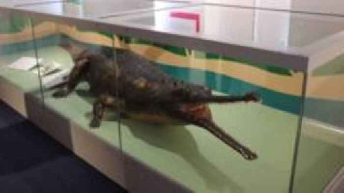 'Swindon croc' returns after five-year absence