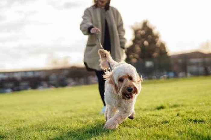 Stop dog pulling on lead when walking by making one easy change