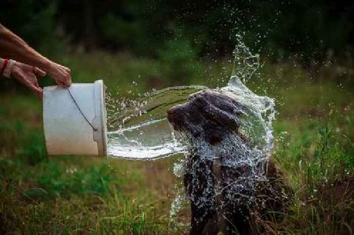 TikTok ice bucket challenge twist that could seriously harm your dog