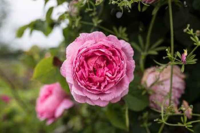 Peony planting method can give you 'decades of glorious flowers'