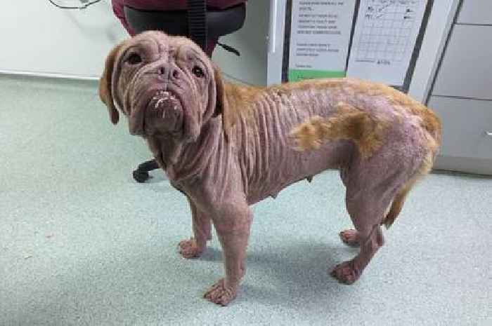 Pet owner who ‘severely neglected’ his pedigree dog jailed