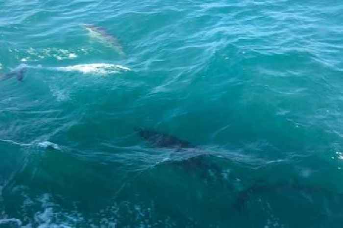 'Super pod' of dolphins spotted off Devon coast
