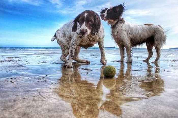 Cornwall beaches where dogs are banned NOW for the summer