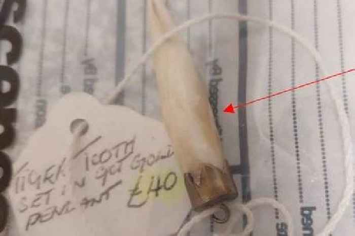 Antiques shop boss sentenced for selling endangered taxidermy animals and illegal ivory goods