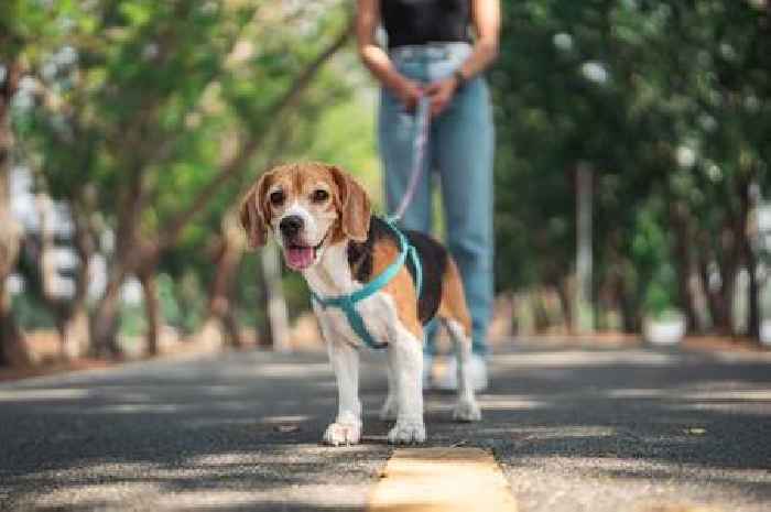 Common mistake dog owners make when recalling pets that stops them listening
