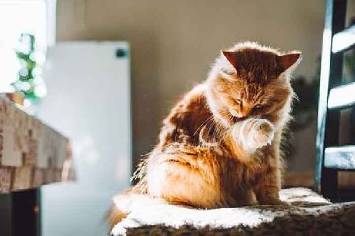 Cat expert says there's sweet reason they lick you and it's not because you're dirty