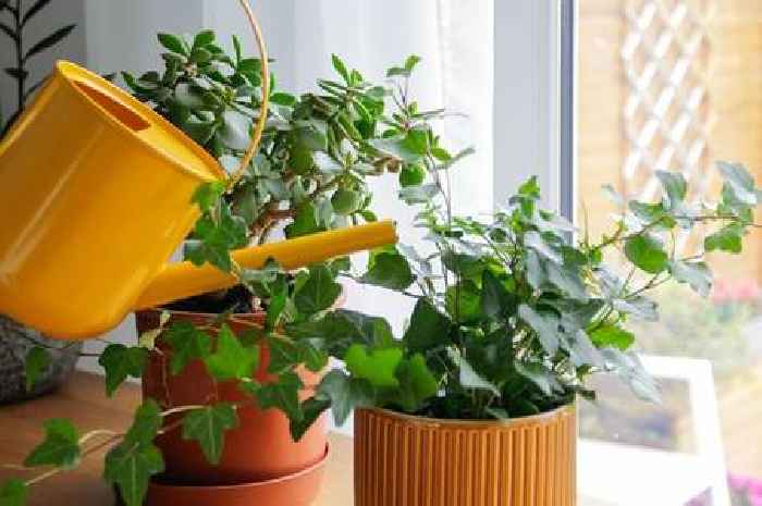 Homeowners urged to put a clean pan in garden this weekend