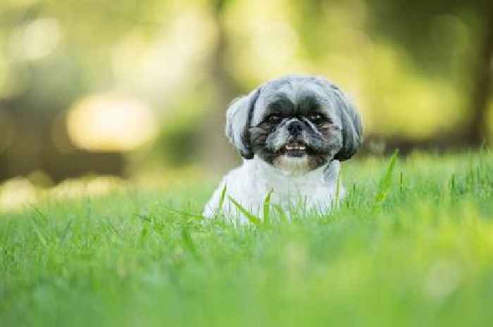 Top five calmest dog breeds for those looking for a peaceful pet including gentle giant
