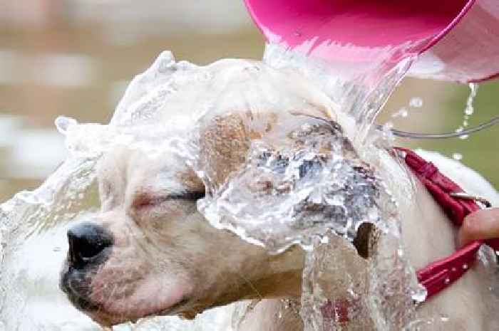 Vets TikTok warning to dog owners over viral challenge that can cause 'serious harm'