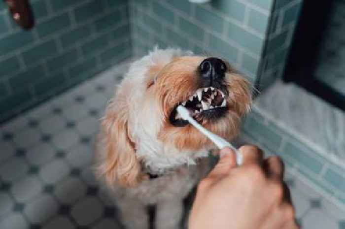Three things vet says will help your dog live longer