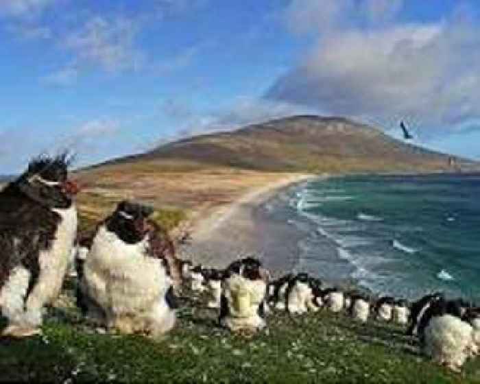 The surprising climate power of penguin poo