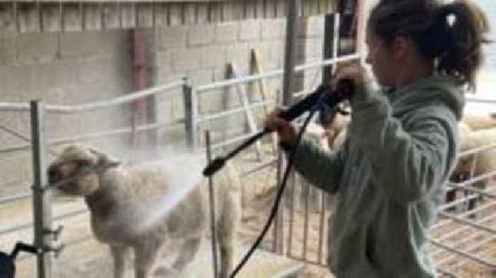 Farmers work to get sheep pristine for county show