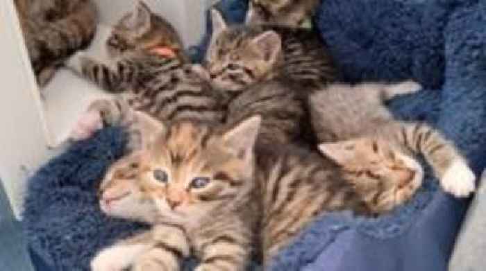 Owners urged to neuter pets amid influx of abandoned kittens